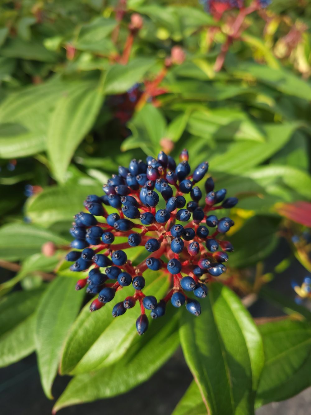Viburnum davidii
