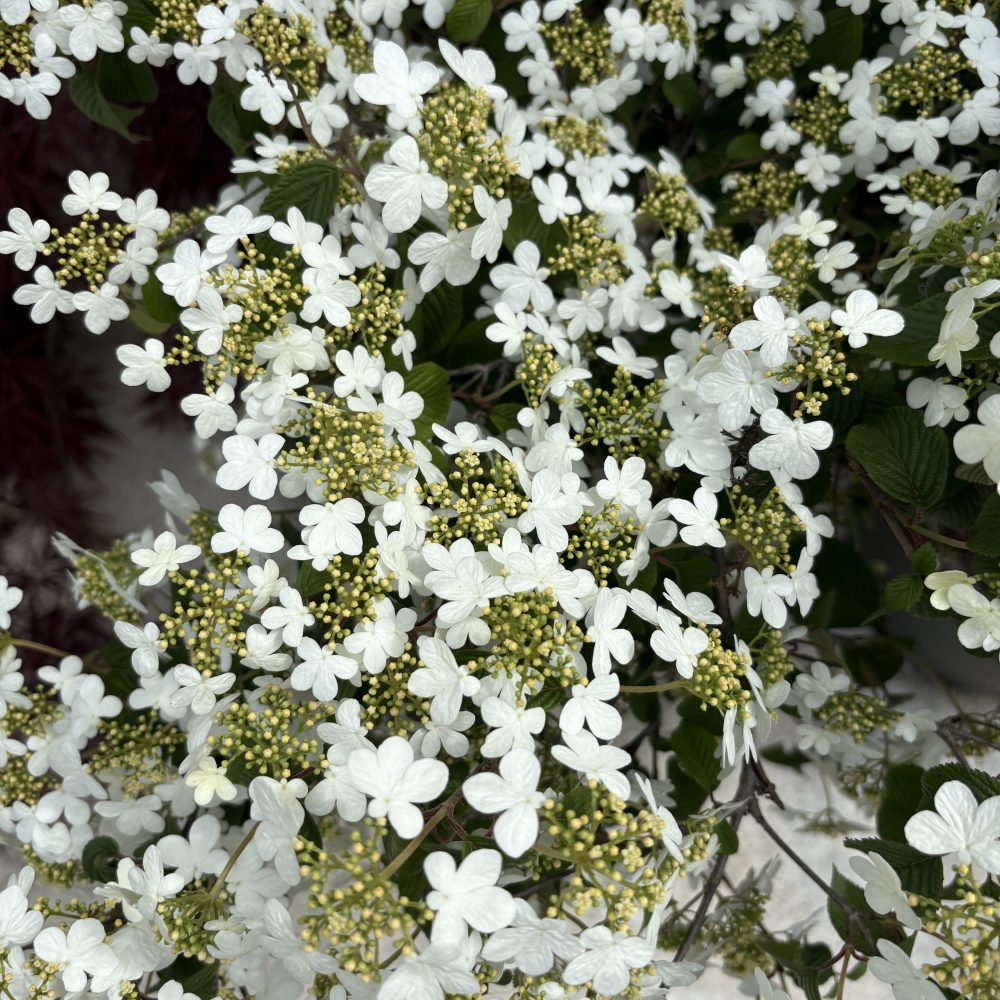 Viburnum plicatum 'Summer Snowflake' / Summer Snowflake Viburnum