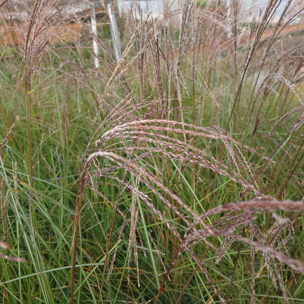 Miscanthus sinensis 'Yaku Jima' / Yaku Jima Maidenhair Grass