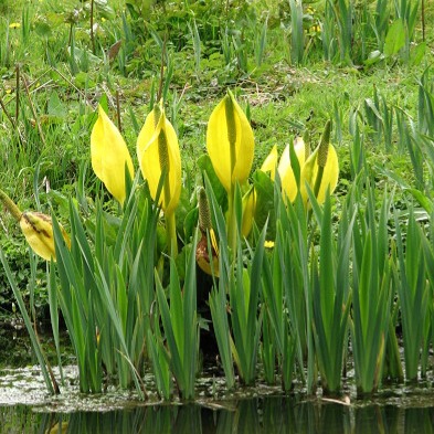 Lysichiton americanus / Skunk Cabbage