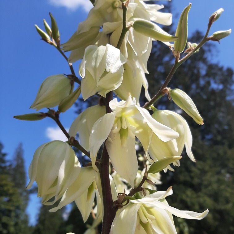 Yucca filamentosa / Adam's Needle
