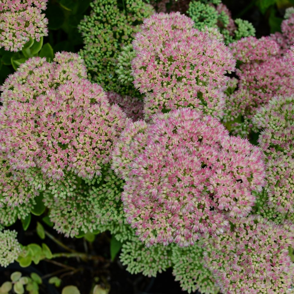 Sedum spectabile 'Autumn Joy' / Autumn Joy Sedum