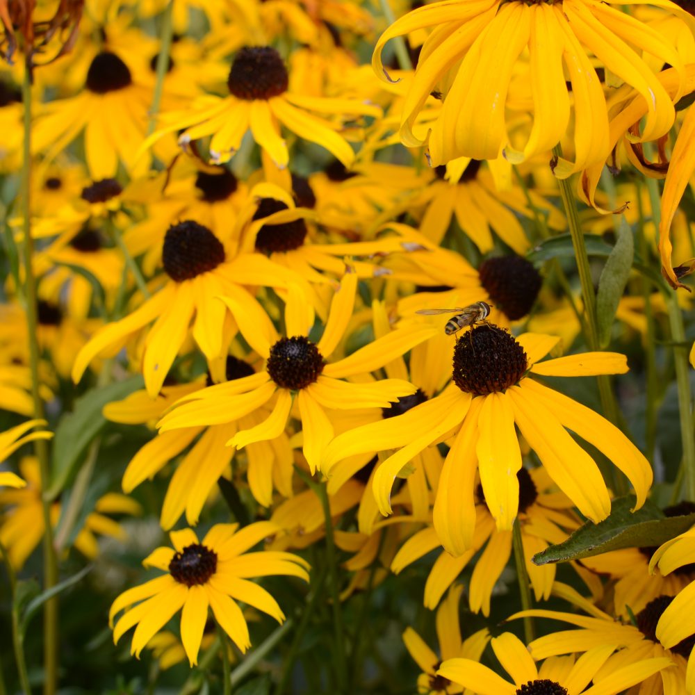 Rudbeckia fulgida 'Goldsturm' / Black Eyed Susan