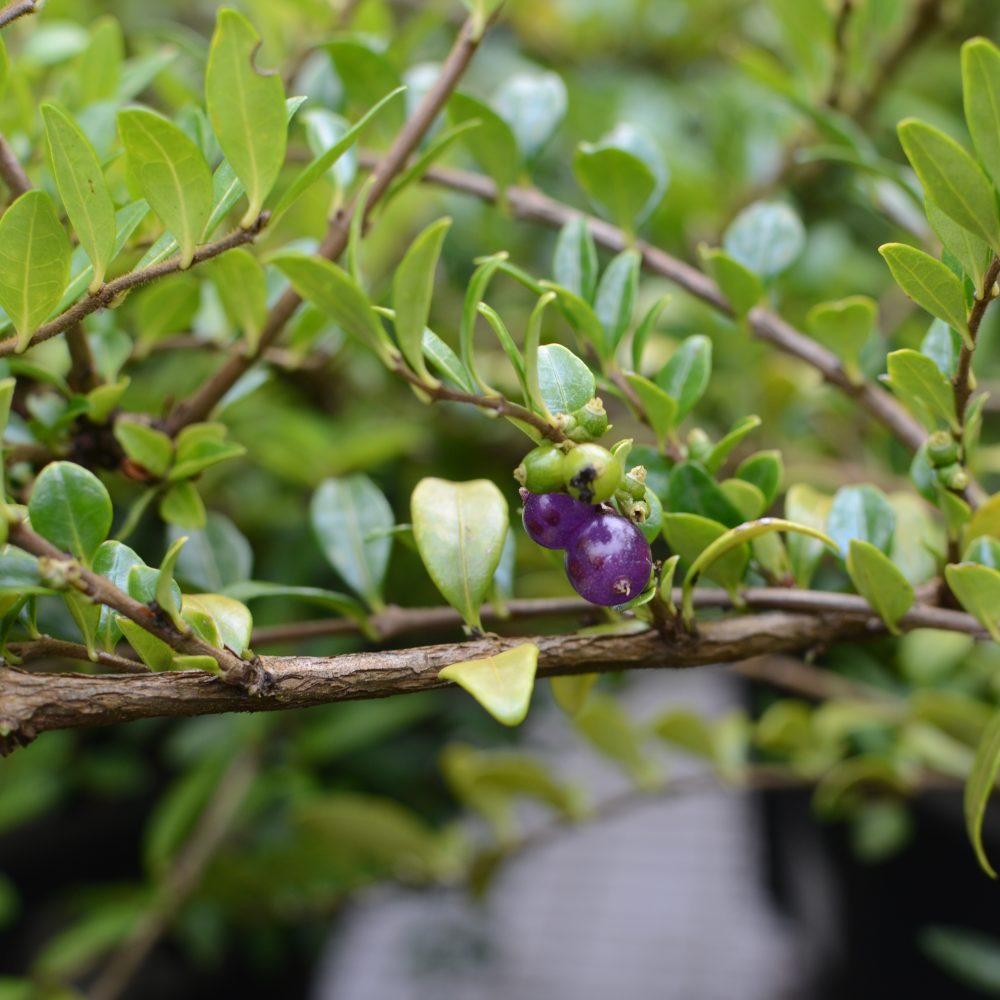 Lonicera nitida / Boxed Honeysuckle