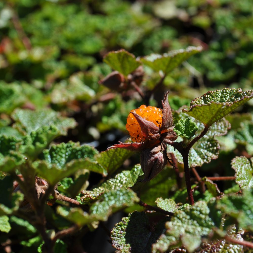 Rubus calycinoides / Creeping Raspberry