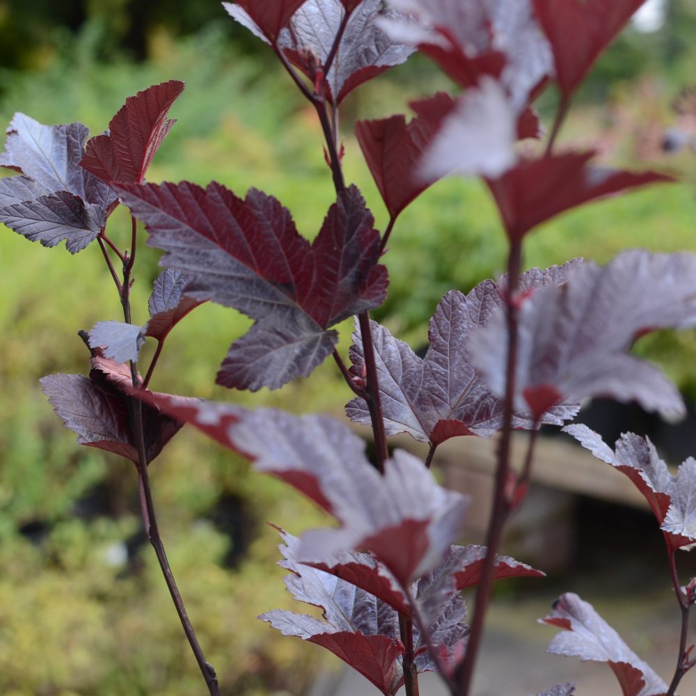 Physocarpus opulifolius 'Diablo' / Diablo Ninebark