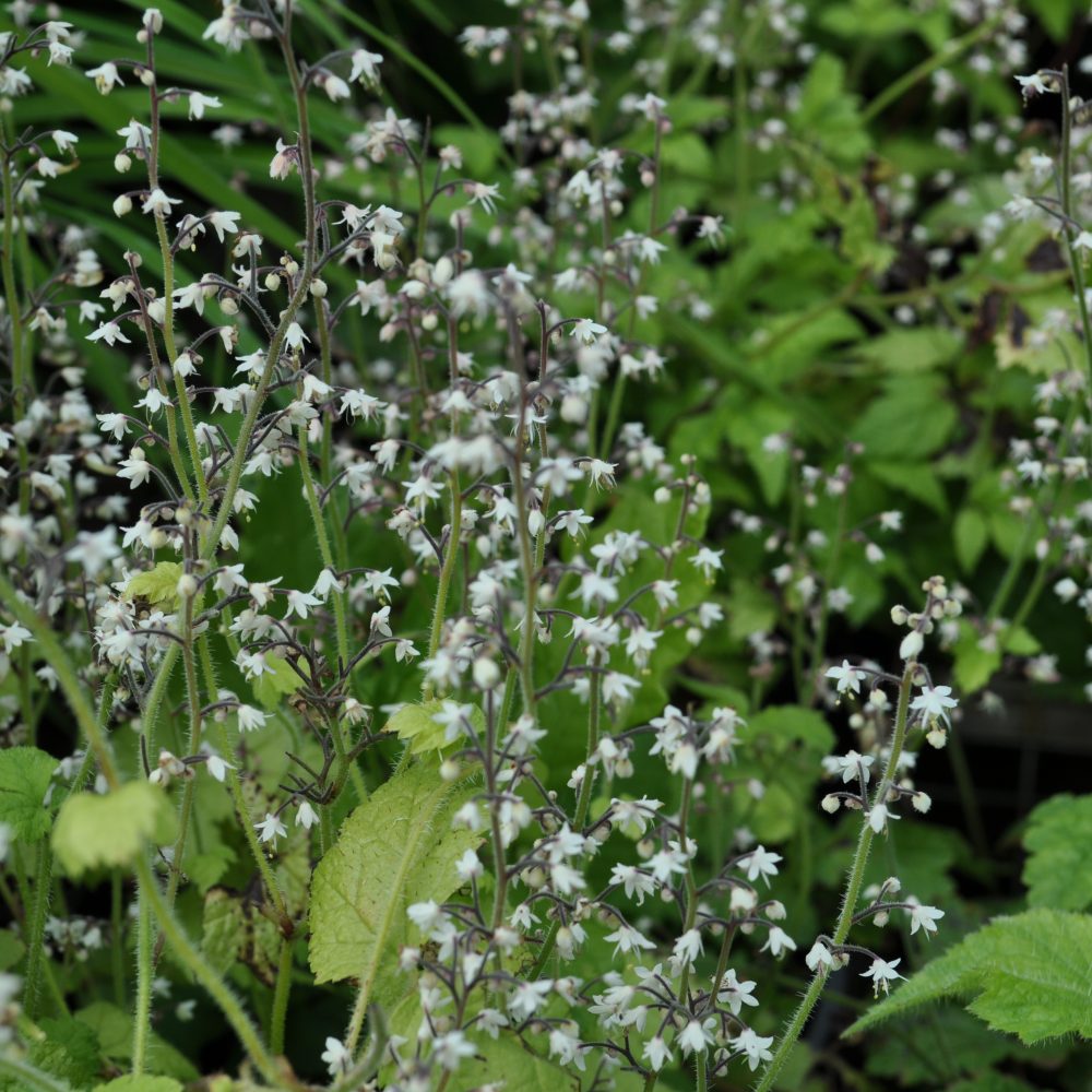 Tiarella trifoliata