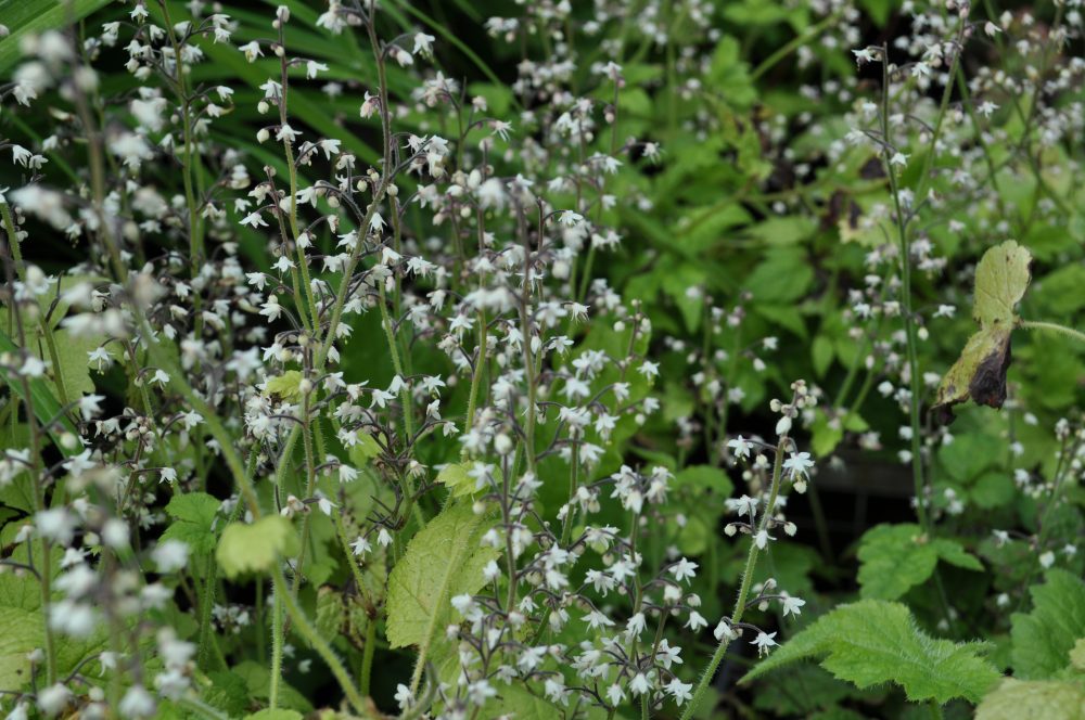 Tiarella trifoliata
