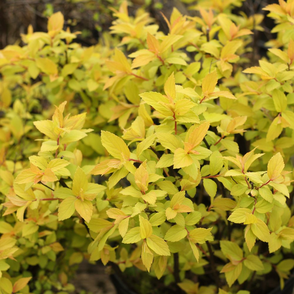Spirea japonica 'Goldmound' / Goldmound Spirea