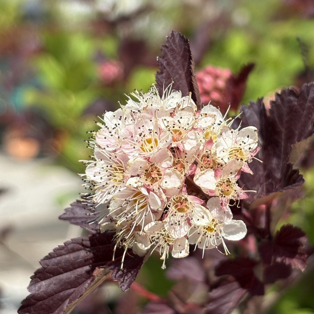 Physocarpus opulifolius 'Center Glow' / Center Glow Ninebark