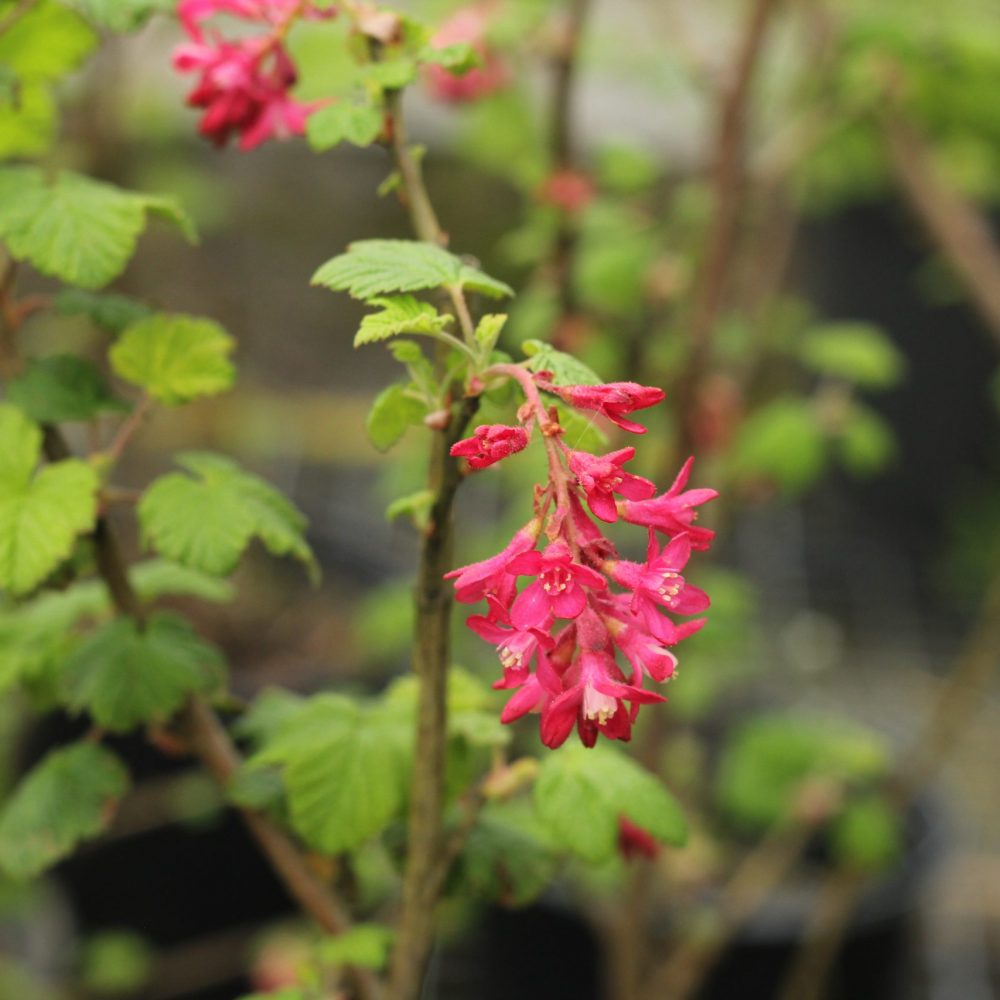 Ribes sanguineum / Red Flowering Currant