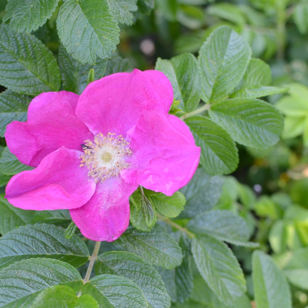 Rosa rugosa / Japanese Rose
