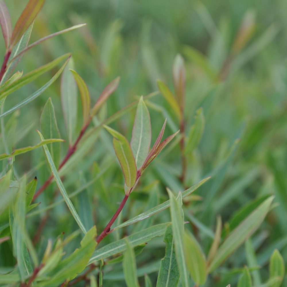 Salix purpurea 'Nana'