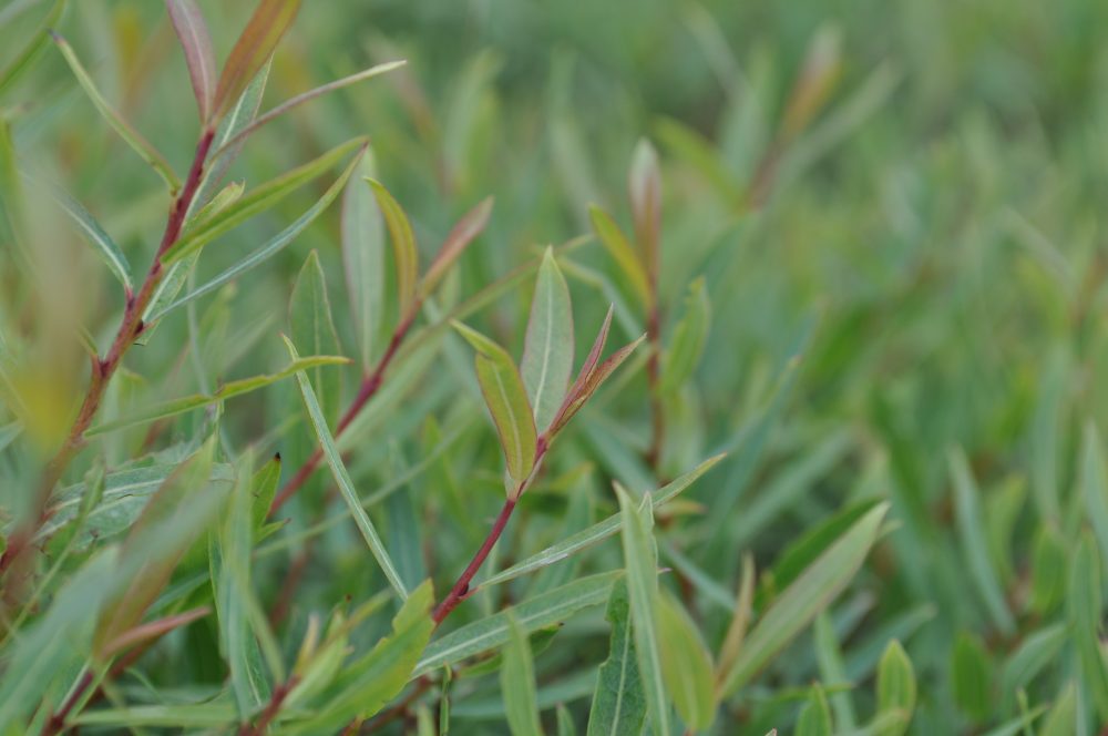 Salix purpurea 'Nana'