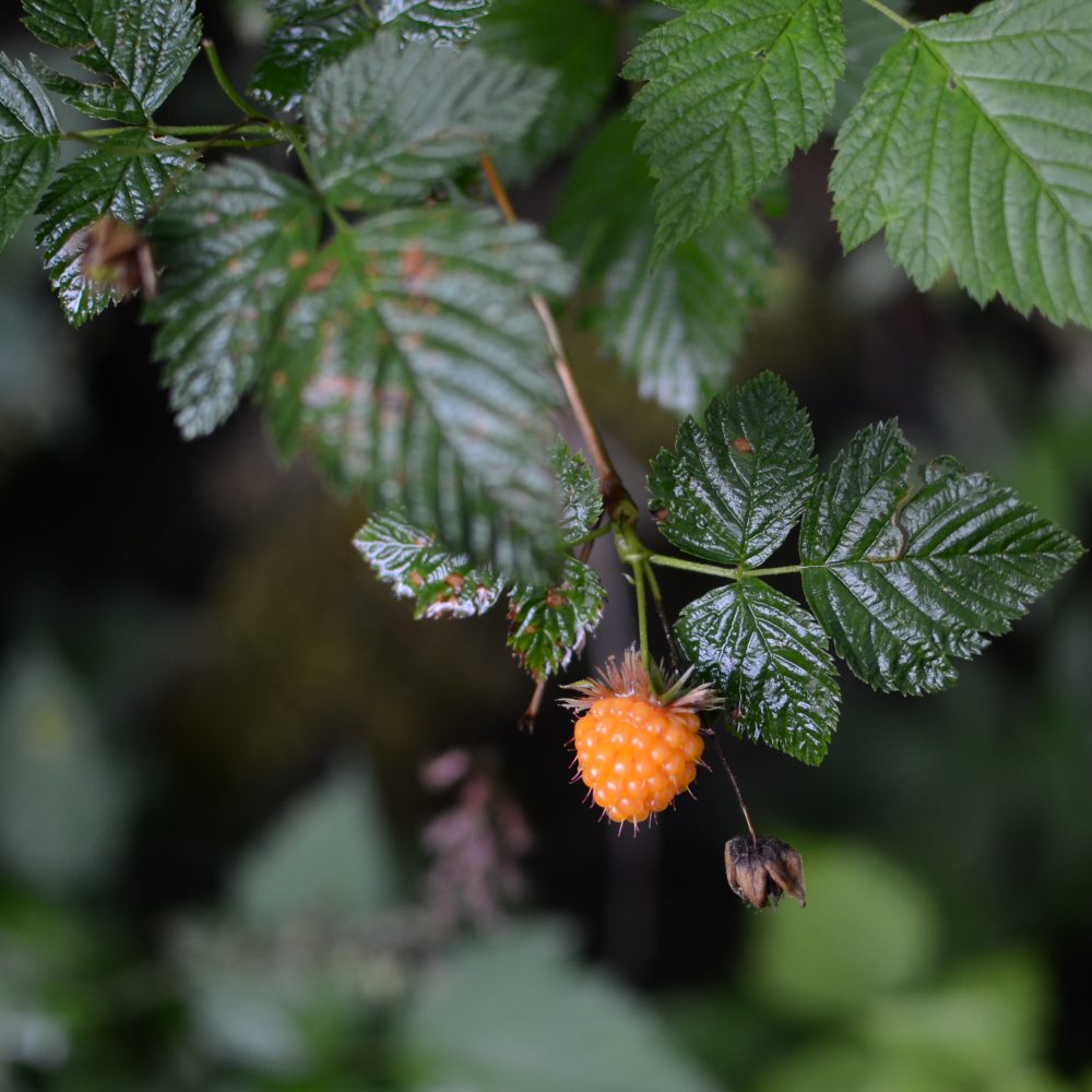 Rubus spectabilis / Salmonberry