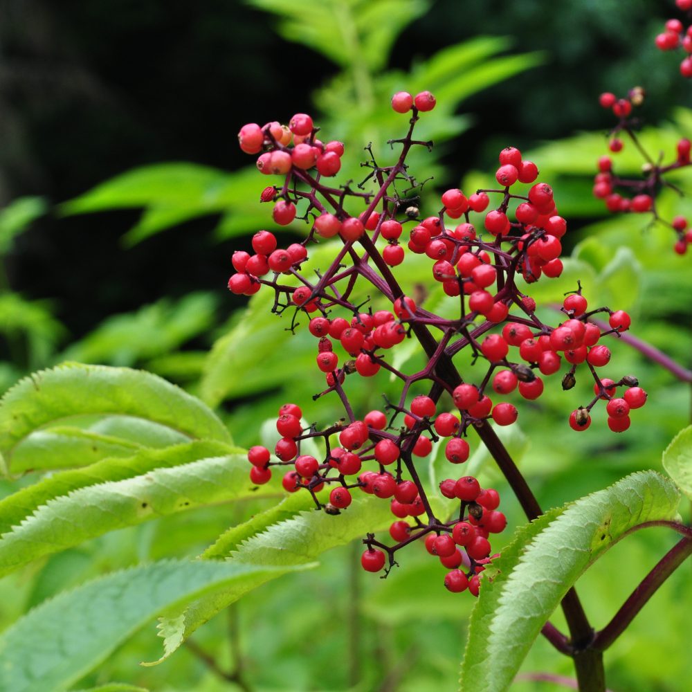 Sambucus racemosa / Red Elderberry