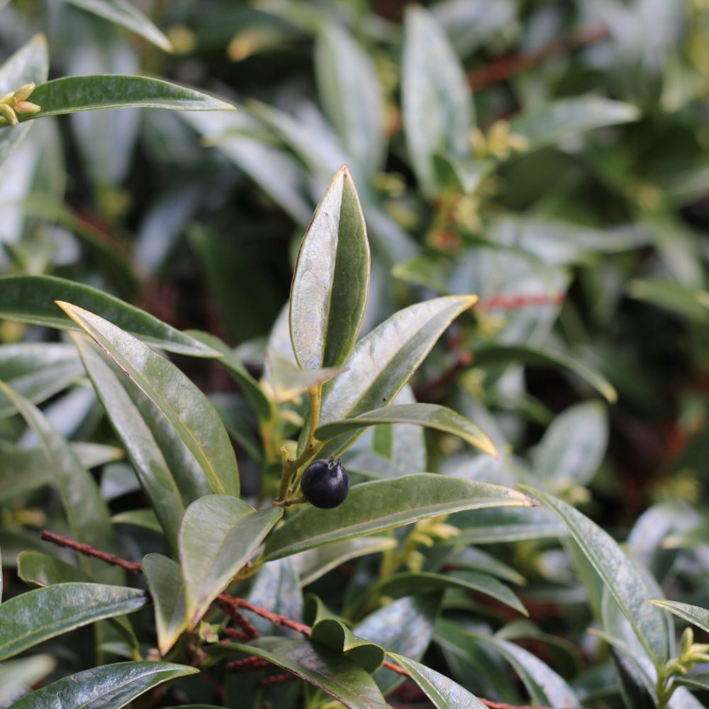 Sarcococca hookeriana var. humilis / Dwarf Himalayan Sweetbox