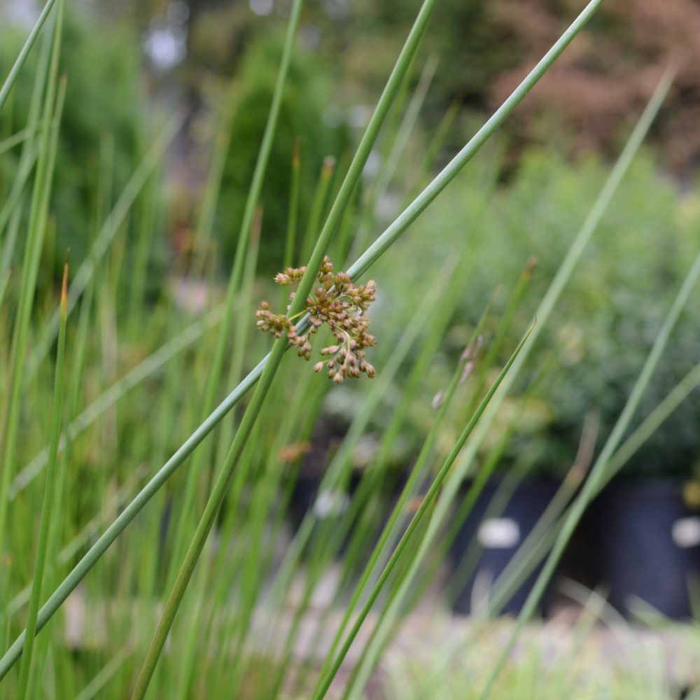 Scirpus microcarpus / Small-Fruited Bulrush