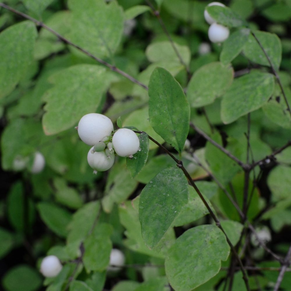 Symphoricarpos albus