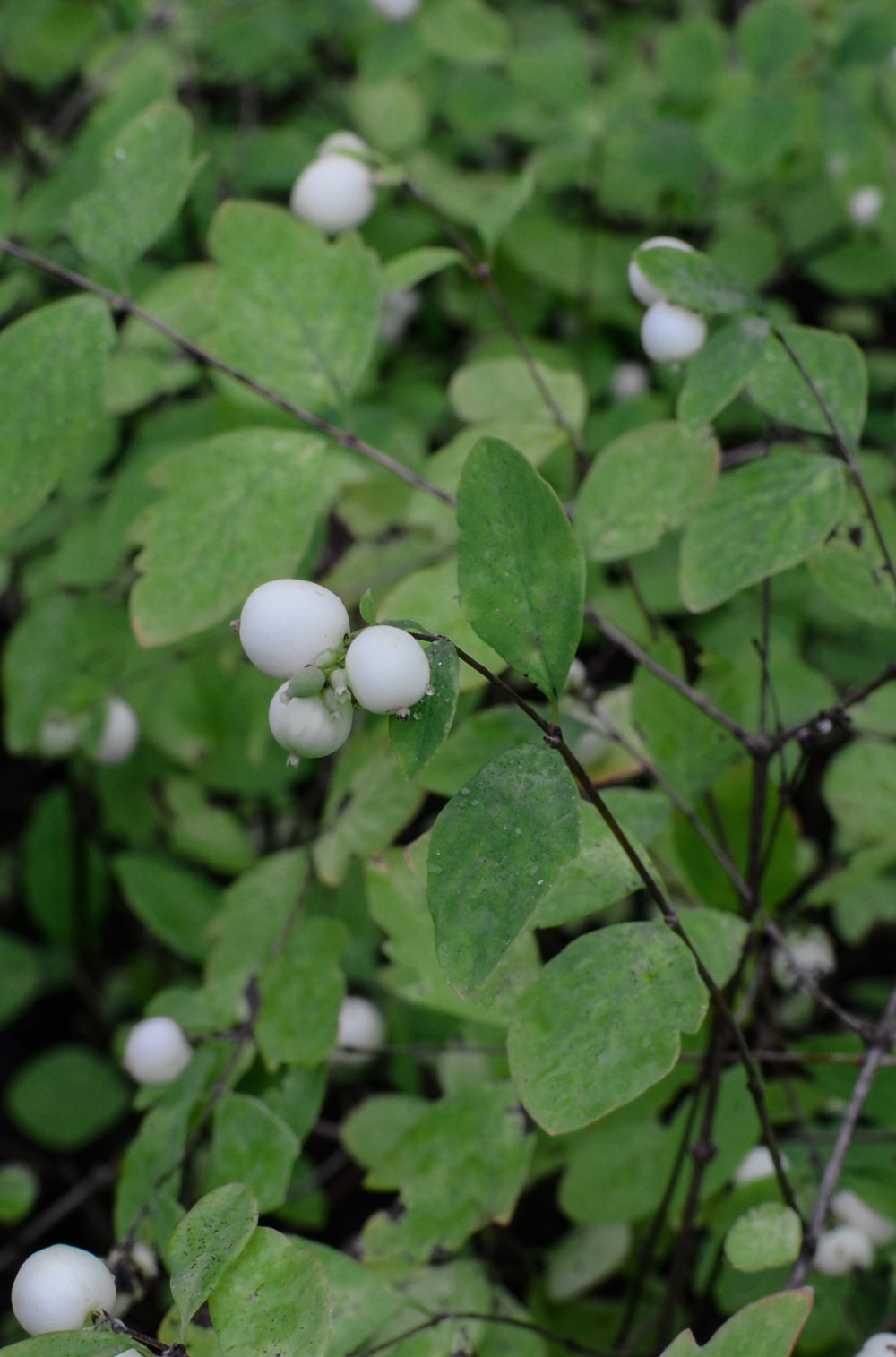 Symphoricarpos albus