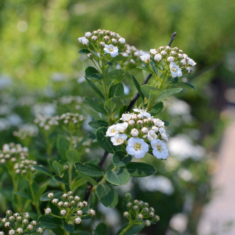 Spirea nipponica 'Snowmound' / Snowmound Spirea