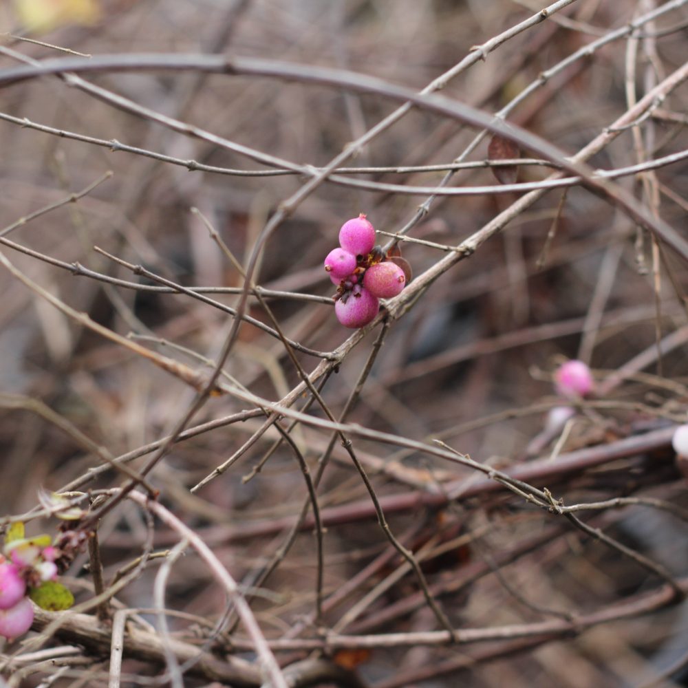 Symphoricarpos x chenaultii 'hancock'