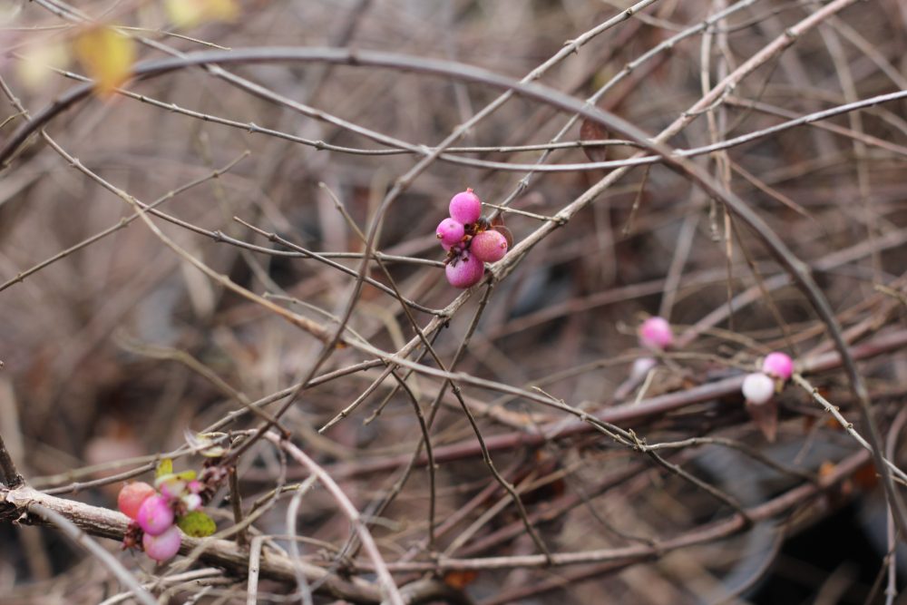 Symphoricarpos x chenaultii 'hancock'