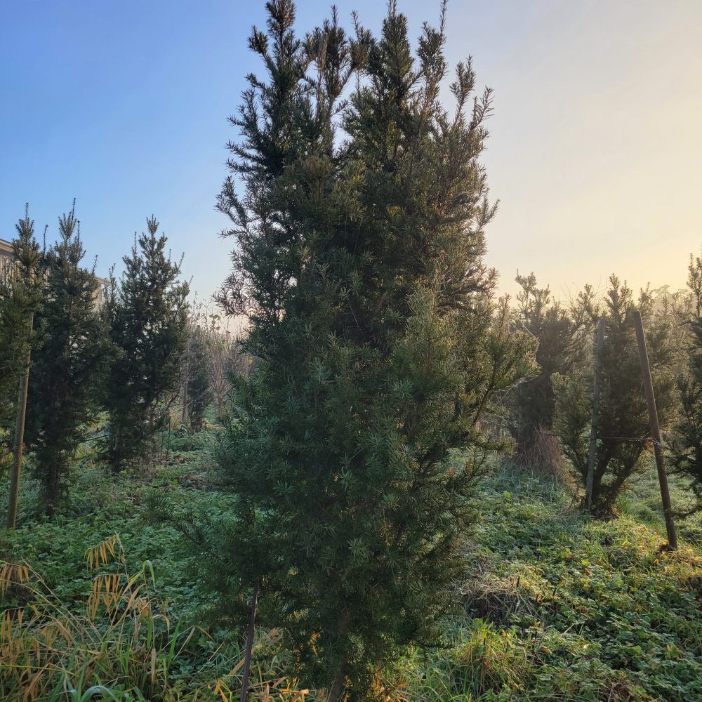 Taxus baccata 'Fastigiata' / Irish Yew