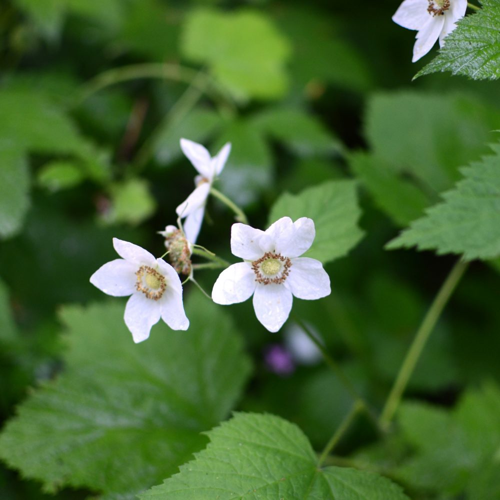 Rubus parviflorus / Thimbleberry