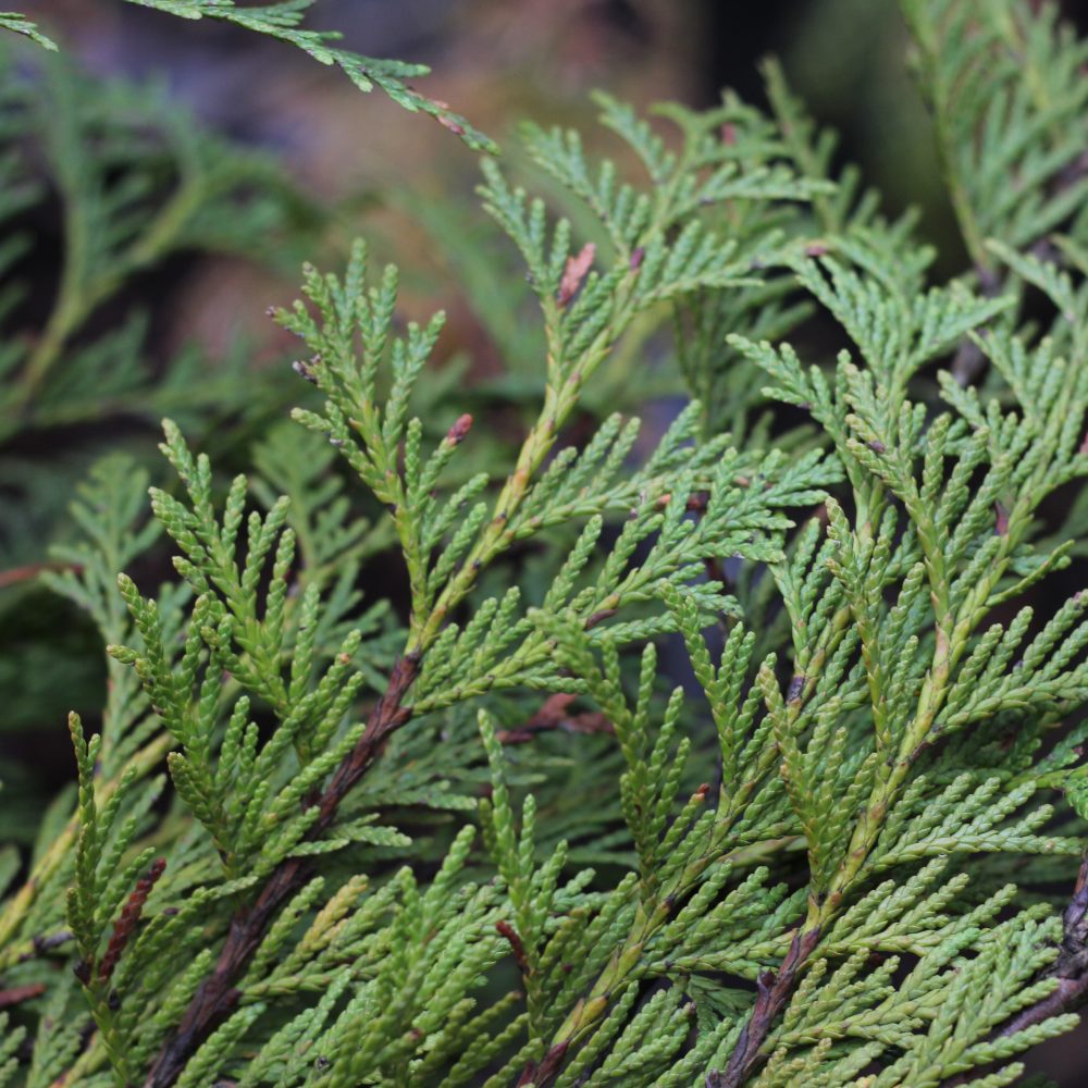 Thuja plicata 'Hogan'