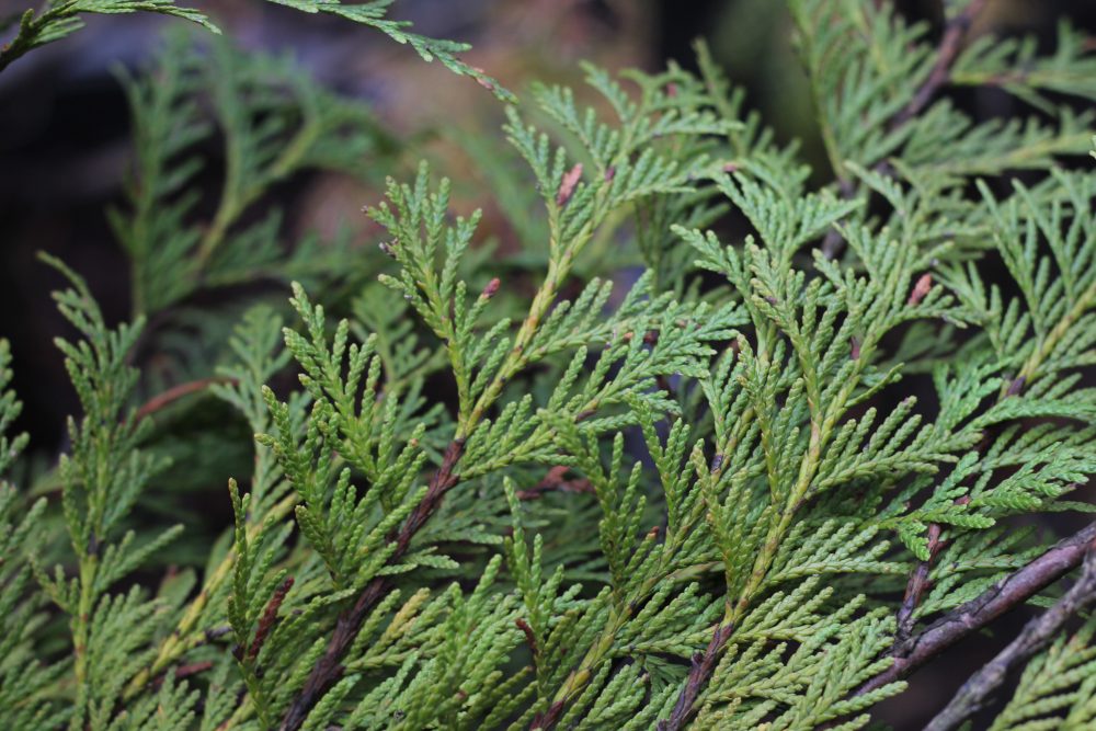 Thuja plicata 'Hogan'