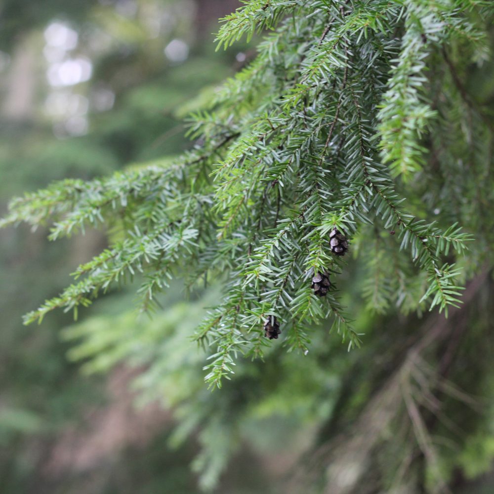 Tsuga heterophylla
