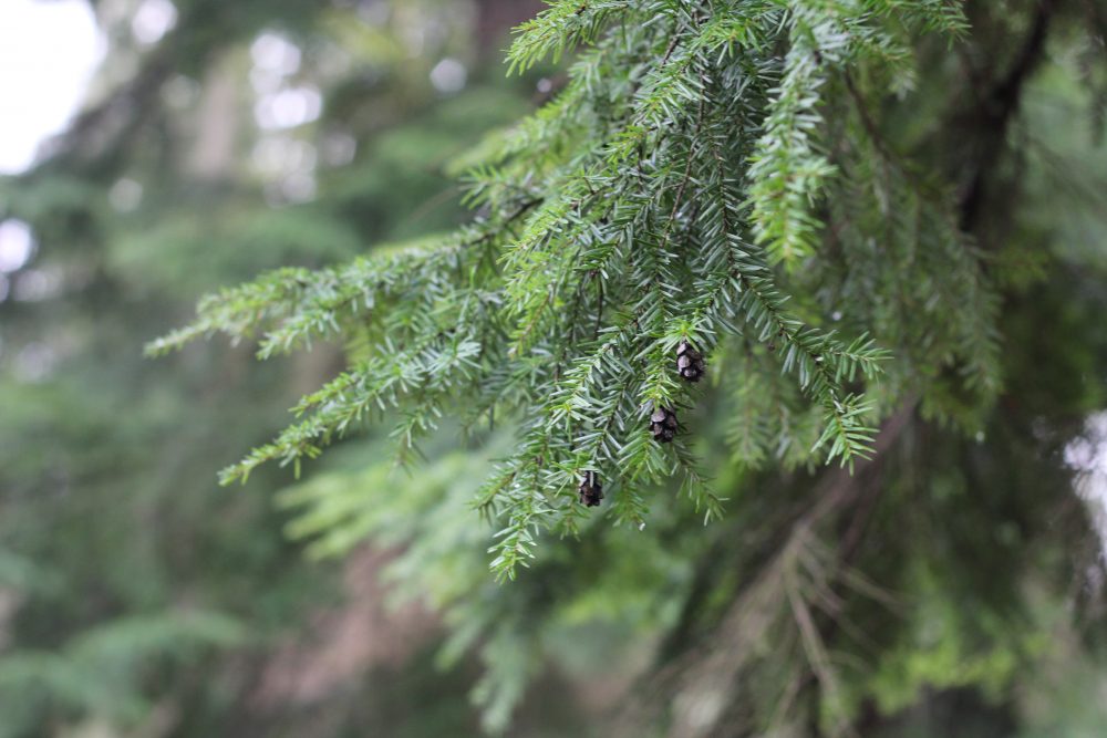 Tsuga heterophylla