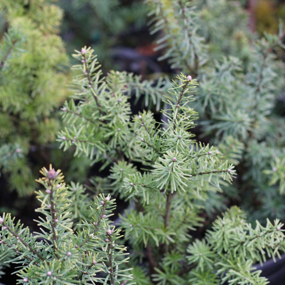 Tsuga mertensiana / Mountain Hemlock