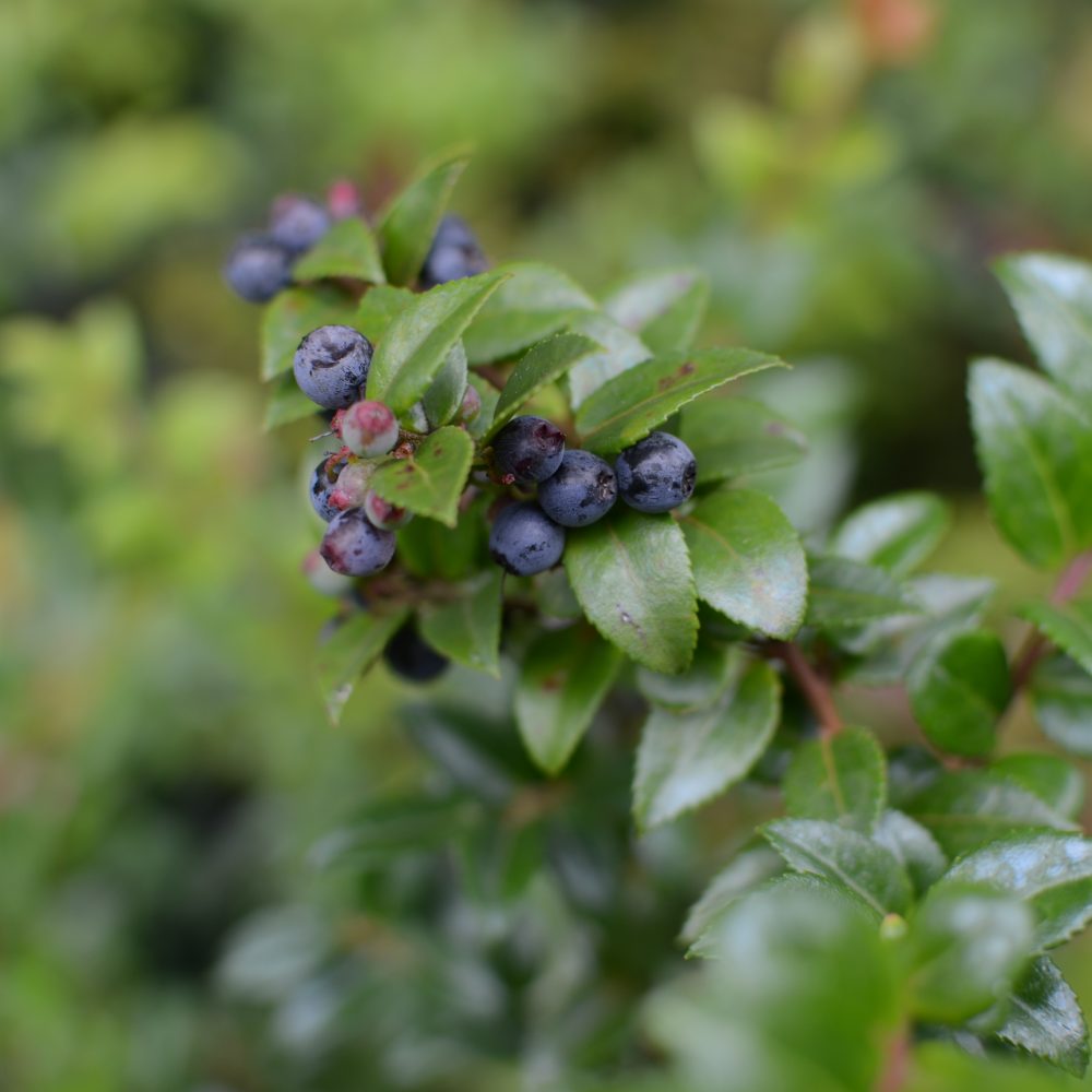 Vaccinium ovatum