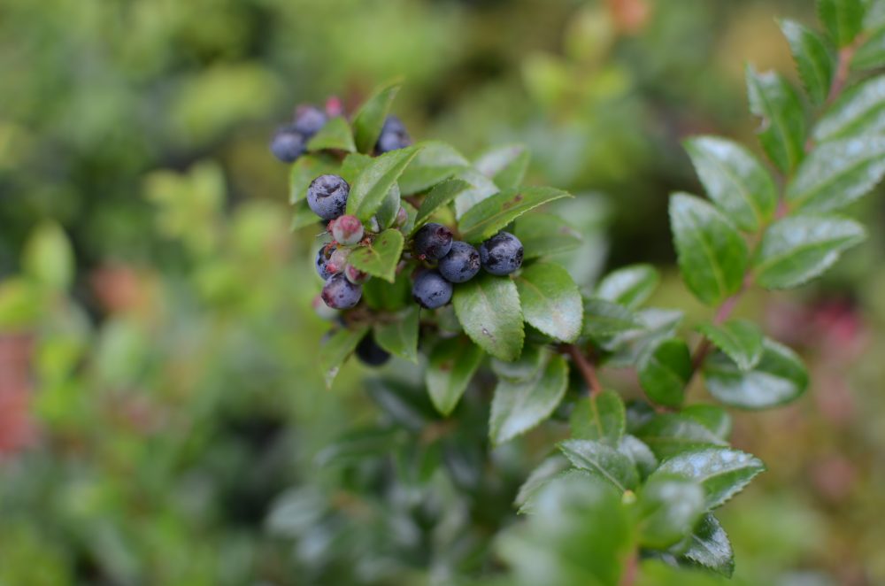 Vaccinium ovatum