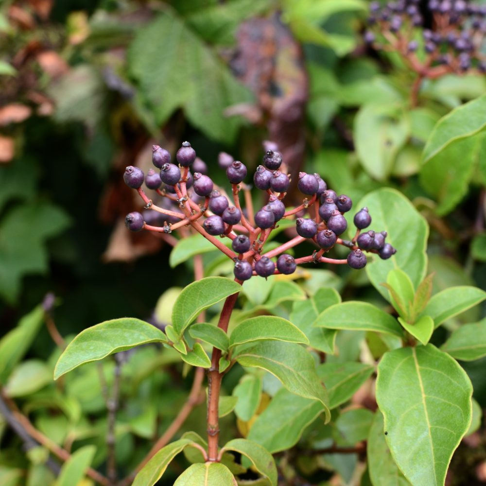 Viburnum tinus 'Spring Bouquet' / Spring Bouquet Viburnum