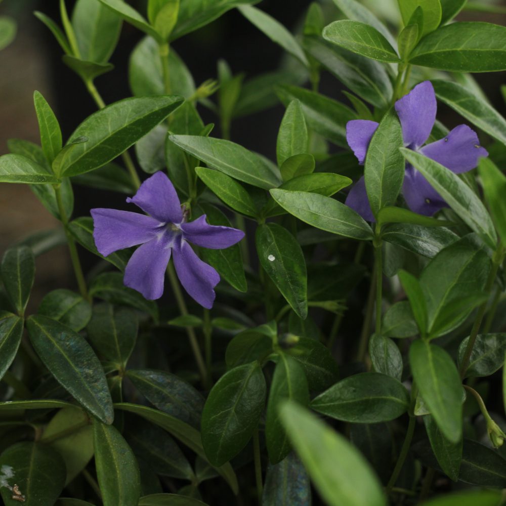 Vinca minor