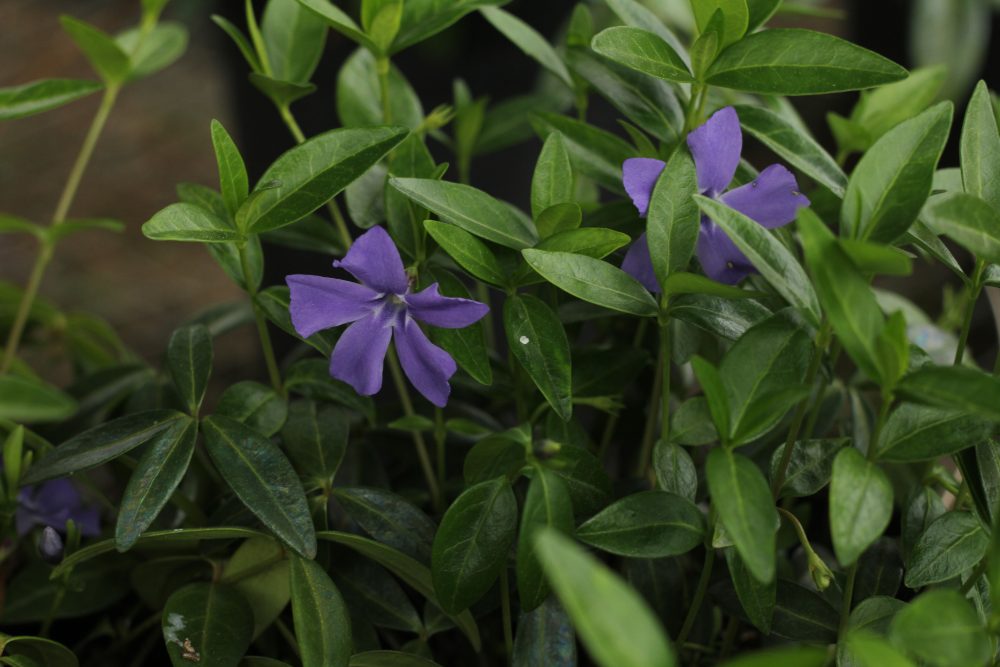 Vinca minor / Dwarf Periwinkle