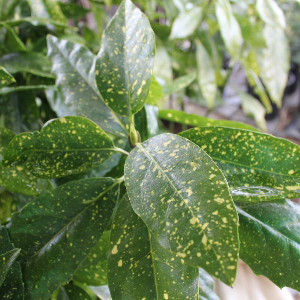 Aucuba japonica 'Variegata' / Gold Dust Aucuba