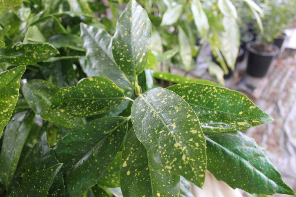 Aucuba japonica 'Variegata' / Gold Dust Aucuba
