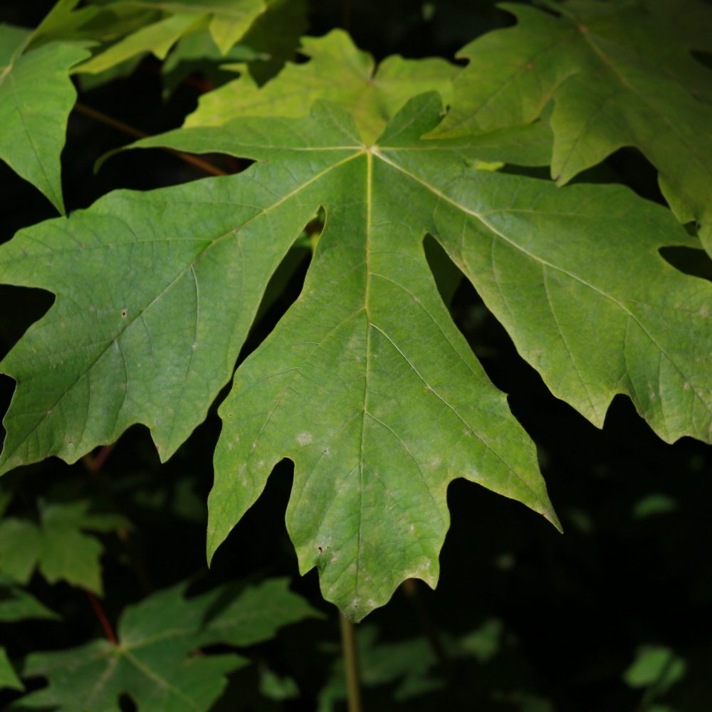 Acer macrophyllum / Big Leaf Maple