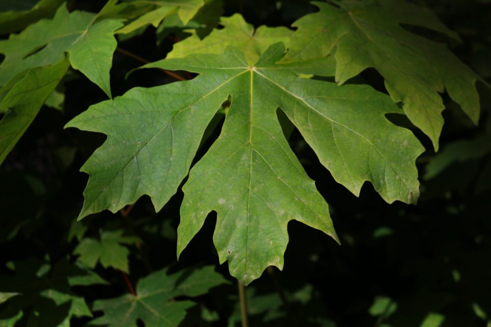 Acer macrophyllum / Big Leaf Maple