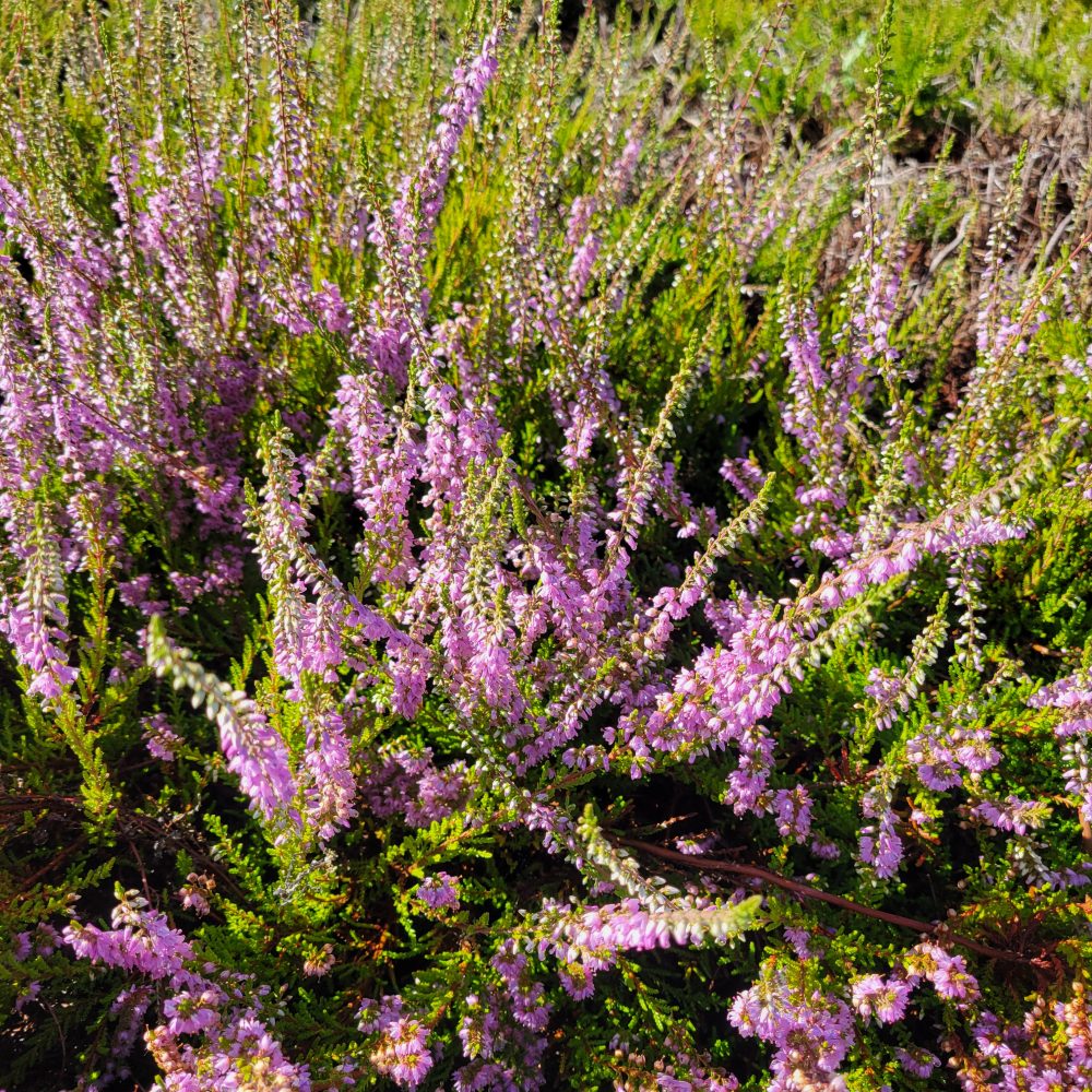 Calluna vulgaris 'Scotch' / Scotch Heather