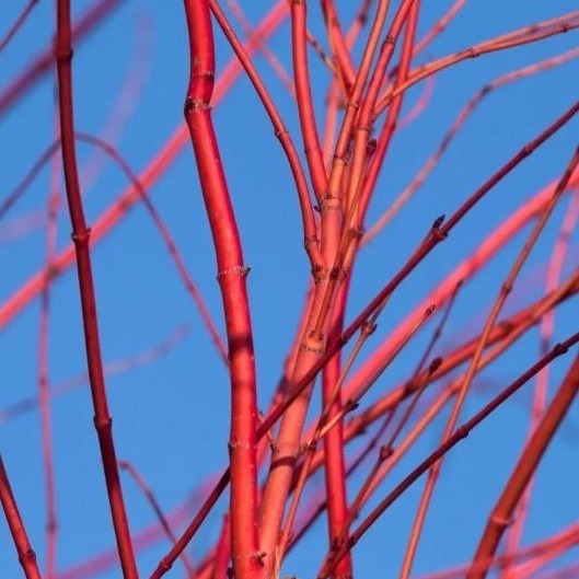Acer palmatum 'Sango Kaku' / Coral Bark Maple