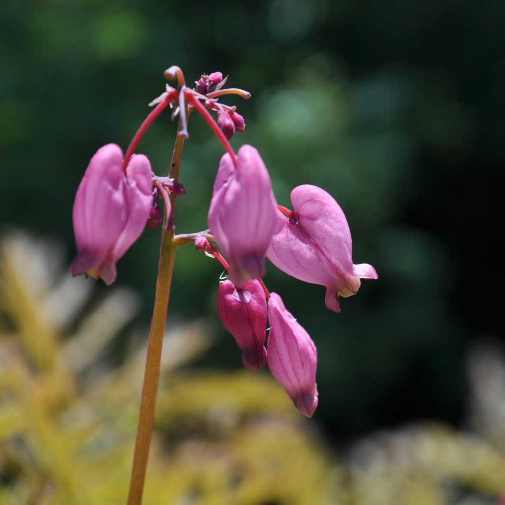 Dicentra formosa / Pacific Bleeding Heart