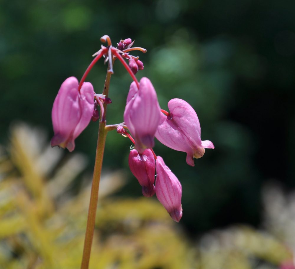 Dicentra formosa / Pacific Bleeding Heart