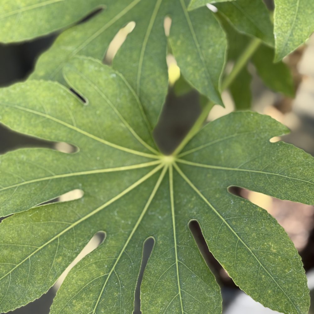 Fatsia japonica / Paper Plant
