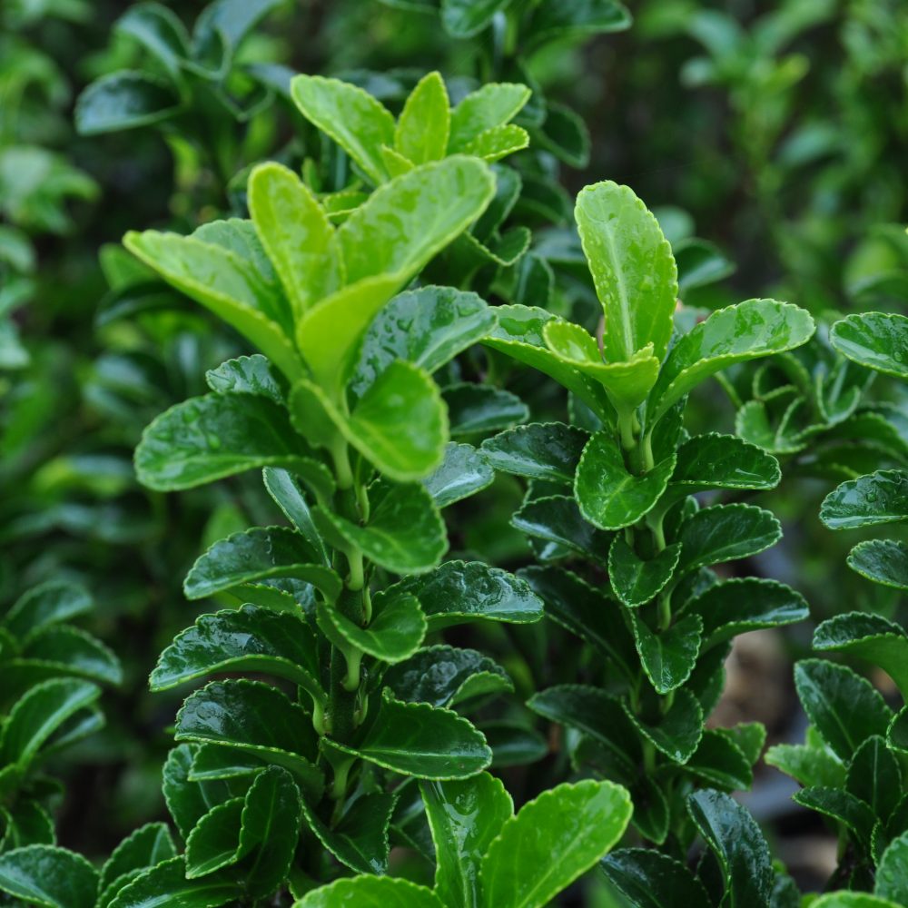 Euonymus japonicus 'Green Spire' / Green Spire Euonymus