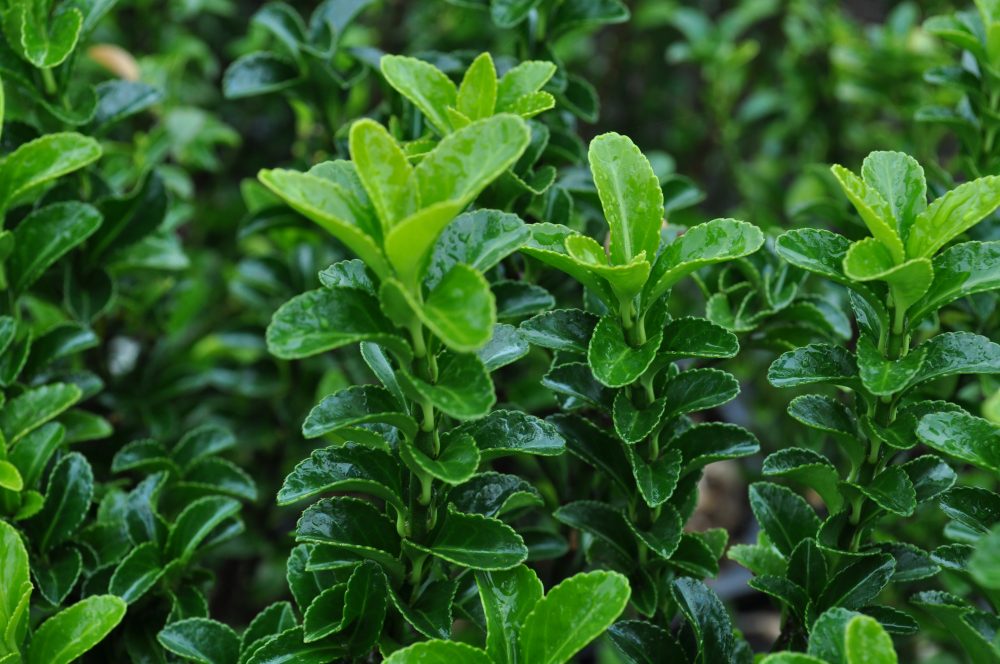 Euonymus japonicus 'Green Spire' / Green Spire Euonymus